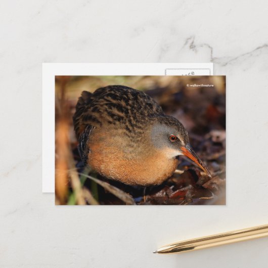 Virginia Rail Waterbird in Underbrush ポストカード (正面/裏面インサイチュ)