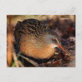 Virginia Rail Waterbird in Underbrush ポストカード (正面)