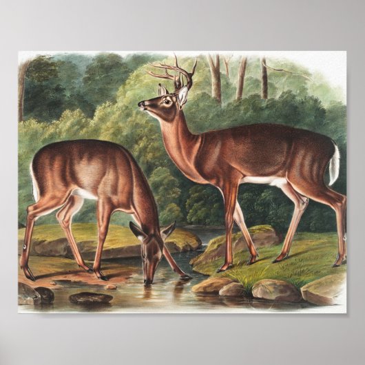 Virginian Deer (Cervus Virginianus) Illustration ポスター (正面)