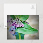 Virginina Bluebells ポストカード (正面/裏面)