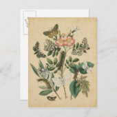 Vision Studioによる蝶のライフステージ ポストカード (正面/裏面)