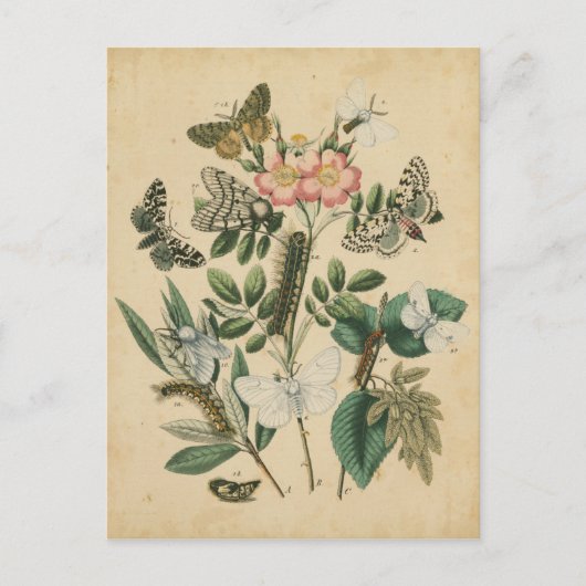 Vision Studioによる蝶のライフステージ ポストカード (正面)