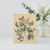 Vision Studioによる蝶のライフステージ ポストカード (スタンド正面)