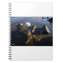 Vissende Fubby op een steen.