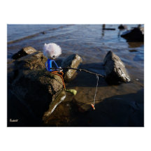 Vissende Fubby op een steen.