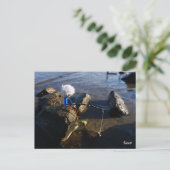 Vissende Fubby op een steen. ポストカード (スタンド正面)