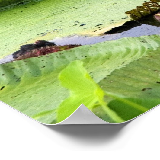 Vitoria Regis、アマゾンの巨大な睡蓮 ポスター (角)