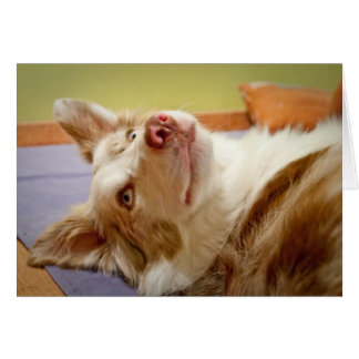 Vivaベッドでリラックスしているボーダーコリー