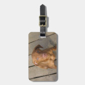 vizslaの子犬 ラゲッジタグ (正面縦)