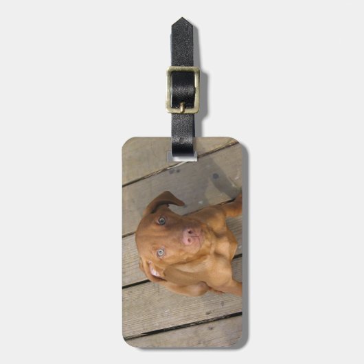 vizslaの子犬 ラゲッジタグ (正面縦)