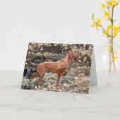 Vizslaの挨拶状 カード (黄色い花)