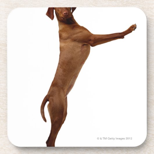 Vizsla犬 コースター (正面)