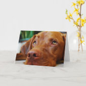 Vizsla -あなたの考えること カード (黄色い花)