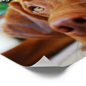 Vizsla – これらの日の1つを持つ ポスター (角)