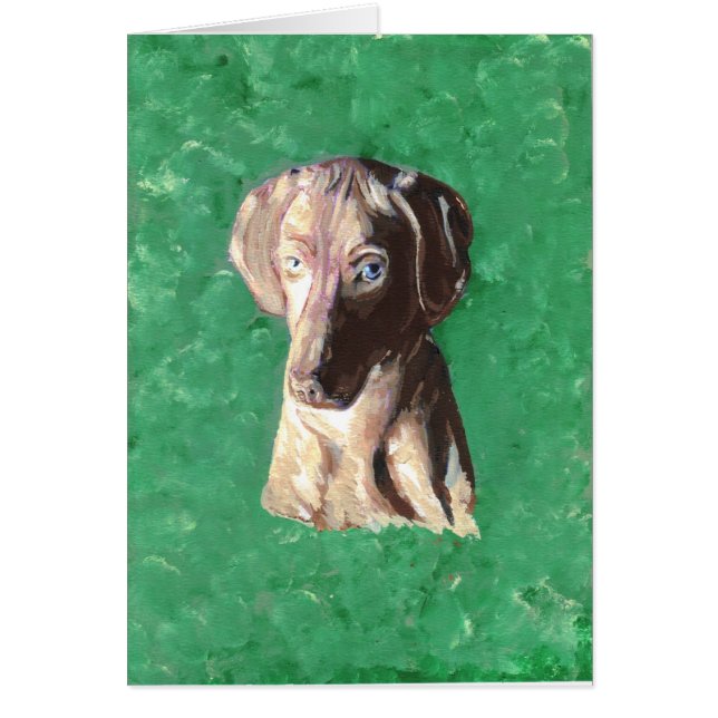 Vizsla、ハンガリーポインタ (正面)