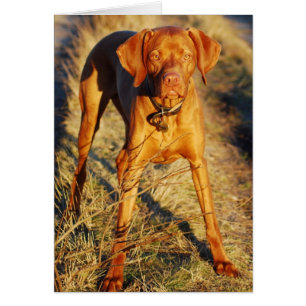 VIZSLA -日曜日