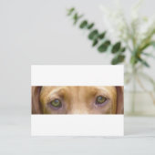 vizsla eyes.png ポストカード (スタンド正面)