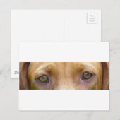 vizsla eyes.png ポストカード (正面/裏面)