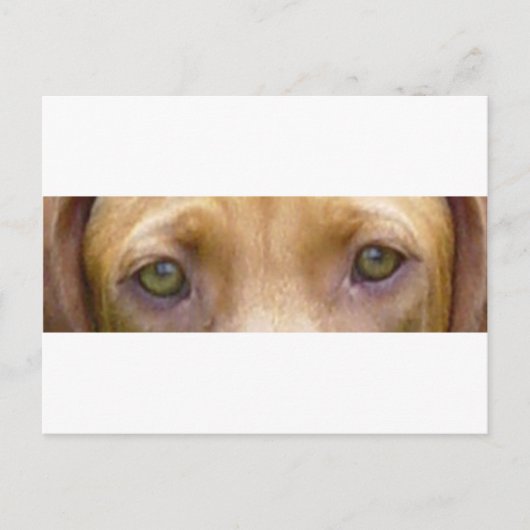 vizsla eyes.png ポストカード (正面)