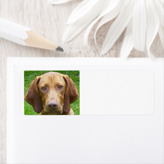 vizsla.png ラベル (インサイチュ)