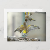 vogelsの複数形 ポストカード (正面/裏面)