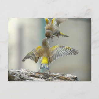 vogelsの複数形 ポストカード