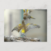 vogelsの複数形 ポストカード (正面)