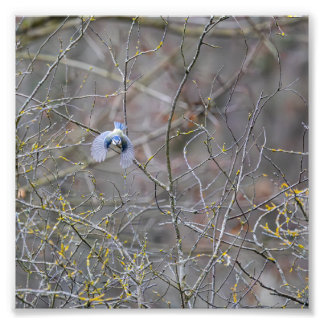 Vol de la mésange bleue フォトプリント           