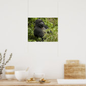 Volcanoes National Park, Mountain Gorilla ポスター (キッチン)