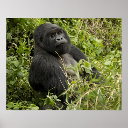Volcanoes National Park, Mountain Gorilla ポスター (正面)