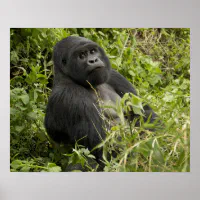 Volcanoes National Park, Mountain Gorilla ポスター