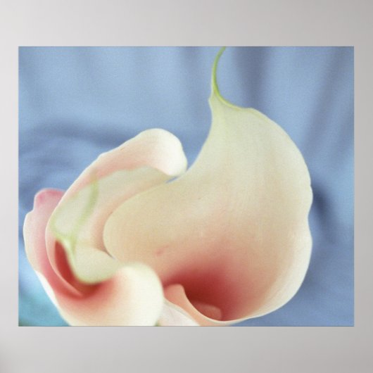 Vortex White Cala Liliesアートプリントポスター写真 ポスター (正面)