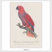 Vosmaer Eclectus Parrot, Eclectus Roratus Vosmaeri シール (シート)