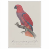 Vosmaer Eclectus Parrot, Eclectus Roratus Vosmaeri シール (正面)