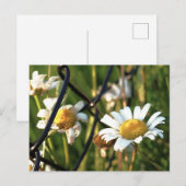 Vrede achter het hek. In bloemen illustratief. ポストカード (正面/裏面)