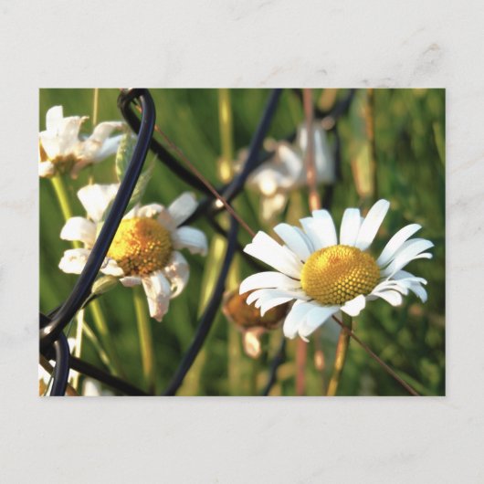 Vrede achter het hek. In bloemen illustratief. ポストカード (正面)