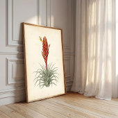 Vriesea植物画ウォールアート ポスター