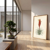 Vriesea植物画ウォールアート ポスター