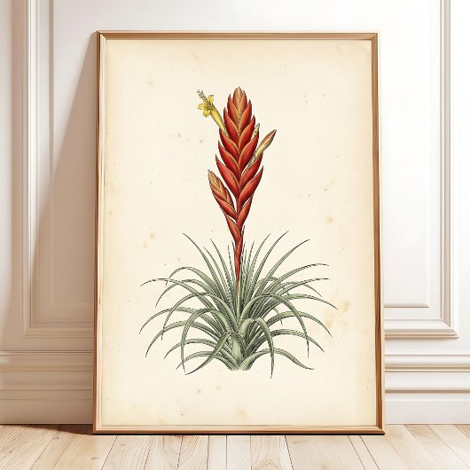 Vriesea植物画ウォールアート ポスター