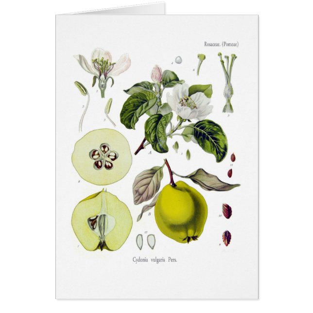 vulgaris Cydonia (マルメロ) (正面)