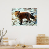 Vulpes_vulpes_Redキツネ ポスター (キッチン)