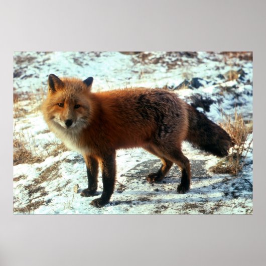 Vulpes_vulpes_Redキツネ ポスター (正面)