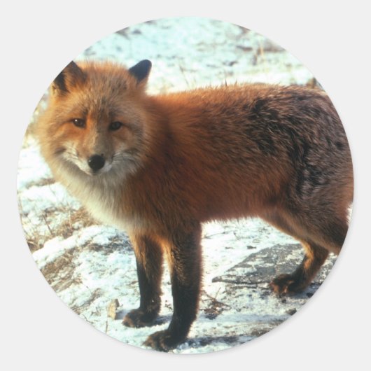 Vulpes_vulpes_redキツネ ラウンドシール (正面)