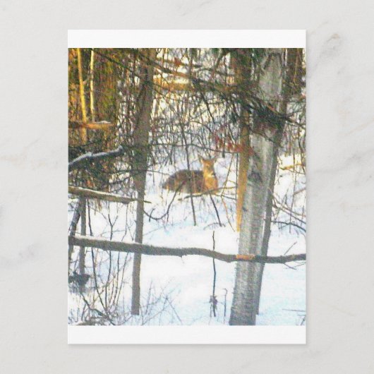 Wґtℯ✐♏ℴti√αtℯ ポストカード (正面)