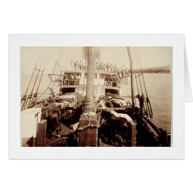 「W.G.ホール」の船積みの牛、ハワイの1890年代 (正面横)