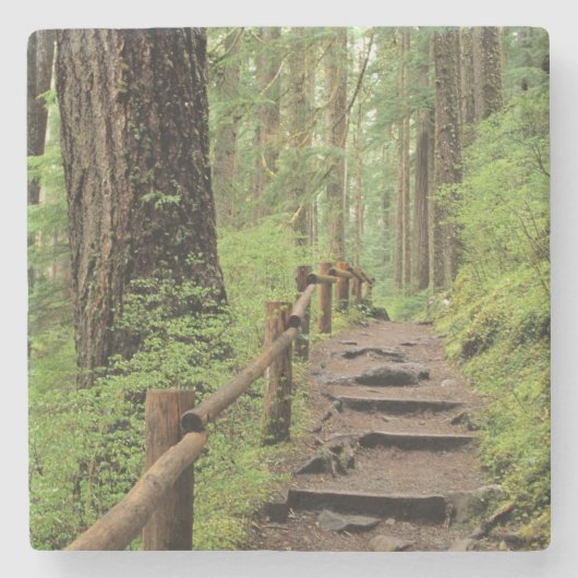 WA、オリンピックNP、ソル·ドゥック·バレー、熱帯雨林 ストーンコースター (正面)