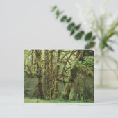 WA、オリンピックNP、Hoh Rain Forest、ホール ポストカード (スタンド正面)