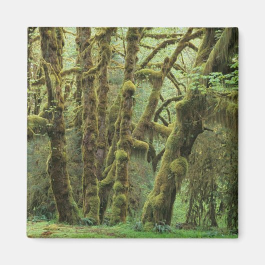 WA、オリンピックNP、Hoh Rain Forest、ホール マグネット (正面)