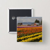 WA、スカギットバレー、チューリップ·フィールド·イン·開花、アット 缶バッジ (正面&裏面)