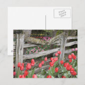 WA、スカギット・バレー、ルーズンガーデ・チューリップ・ガーデン、 ポストカード (正面/裏面)